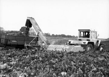 MB-trac
mit Tiefentastautomatik
Rübenernte mit dem "Kleine"-Anbauroder KR6